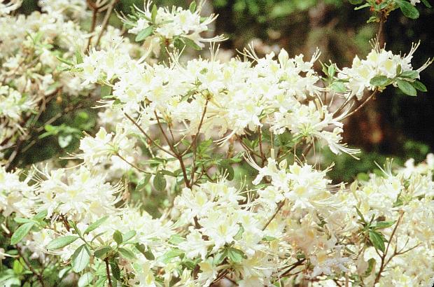 azalea.69.jpg